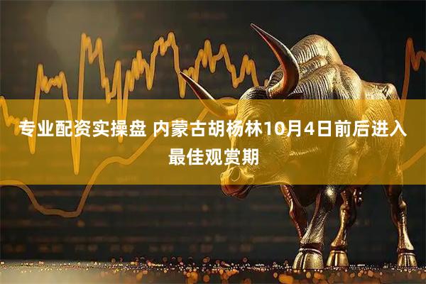 专业配资实操盘 内蒙古胡杨林10月4日前后进入最佳观赏期